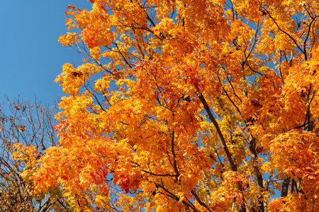 Autumn season. Fall leaves change color. Nature fall weather. Seasonal forest. Natural fallen...