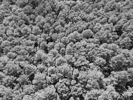 Tree growing in lush forest. Nature landscape. Landscape with forest in spring. Green forest in...