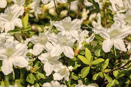 Azalea flower. Flowering nature closeup. Exotic flower. Natural flower plant. Flora nature. Bright blooming azalea flower in natureの写真素材