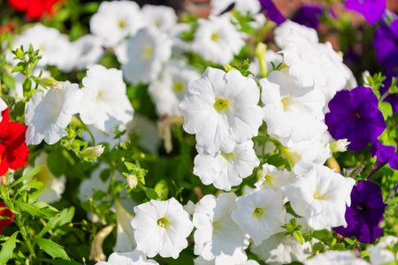 Vivid flowering plant outdoor. Flower of petunia. Flowering plant. Petunia blossom. Vivid petunia...