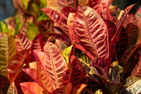 Croton plant with bright leaves. Nature leaf. Colorful plant of croton with vivid leaf. Flora and nature. Natural environmentの写真素材