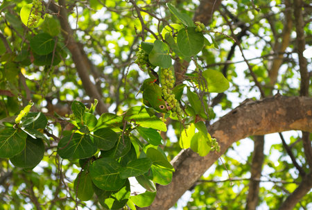 Parakeet green parrot sitting on tree. Green conure bird eating berries. Exotic green parrot conure on tree branch. Parakeet parrot in wildlife. Green conure bird eating with beak. Bird parakeetの写真素材