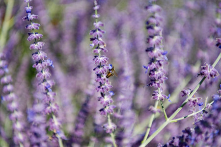 Composition of nature. Summer blooming flower. Blooming flower field. Field of lavender. Lavender...