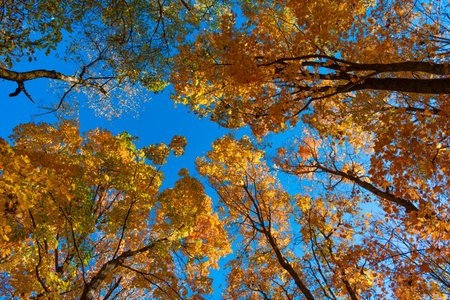 Fall weather outdoor. Leaves in autumn nature forest. Fallen leaves. Seasonal beauty. Autumn nature...