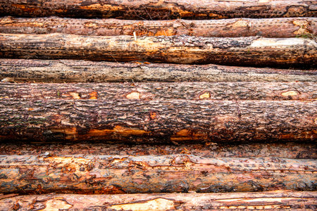Logging timber. Agriculture and forestry. Trunk pine tree log background. Timber product warehouse....