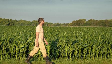 Farming and agriculture. Farmer man in cornfield. Harvest crop. Cornfield farmer. Agricultural cornfield harvest season, copy space. Man harvesting at crop field. Harvest man at fieldの写真素材