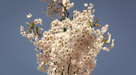 Beautiful pink spring Sakura flower on a tree. Sakura tree in bloom in spring. Beautiful spring...
