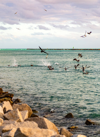 Pelican and seagull flying at sea shore. Sea gull flying above sea. Birds migration. Flock pelican...