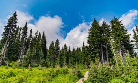 Landscape of scenery nature. Scenic landscape woodland. Hill landscape with forest. Nature mountain...