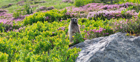 Marmot capybara. Marmot wild groundhog. Woodchuck rodent. Capybara outdoor. Wild animal in zoo. Groundhog in park. Rodent animal woodchuck. Rodent marmot animal. Wildlife nature. Zoo parkの写真素材