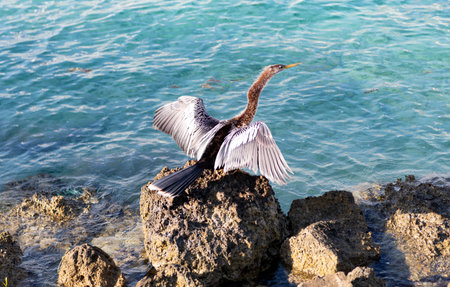 Snakebird near water. Sea darter bird. Fauna and nature. Snakebird observing the water. Sea bird...