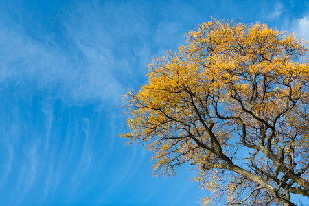 Nature in fall season. Autumnal sunny day. Seasonal leaves on tree. Natural autumn leaves. Autumn beauty of nature. Fall season nature. Fall leaves of yellow tree. Autumn tree foliageの写真素材