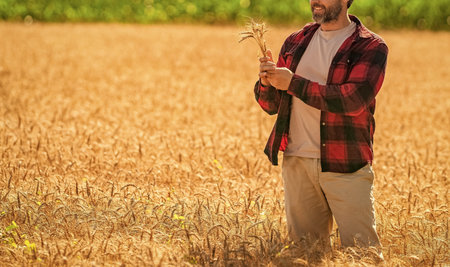 Man farmer check agriculture field harvest. Man agronomist farmer. Crop protection. Agriculture...