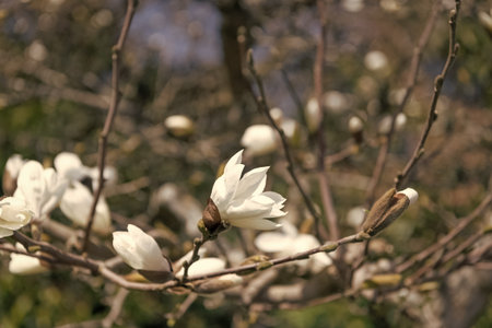 Magnolia tree blooming flower in spring season natureの写真素材