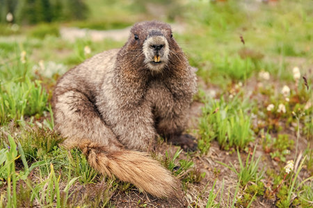 Rodent groundhog has furry tail. Rodent animal. Wildlife nature. Woodchuck marmot. Wild marmot in nature. Woodchuck or groundhog outdoor. Wild rodent animal in nature.の写真素材