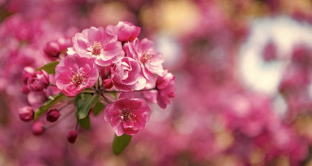pink sakura flower on blooming spring tree. copy spaceの写真素材