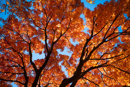Natural autumn. Autumn beauty of nature. Fall season. Nature in forest. Fall leaves in park. Autumn...