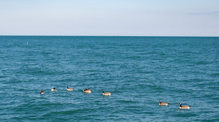 Group of duck birds floating on water. Goose at the sea. Sea bird. Fauna and natureの写真素材