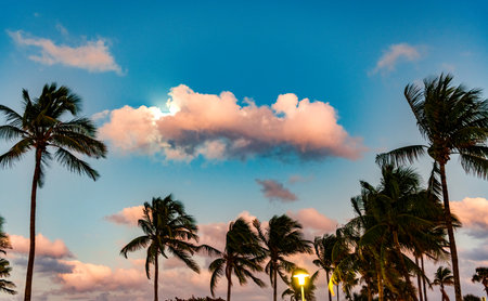 Exotic nature. Palm tree. Summer vacation in Miami south beach, Florida. Palm tree on sunny day. Tropical beach in Miami. Tropical outdoor scene with palm tree. Tropical summer vacationの写真素材