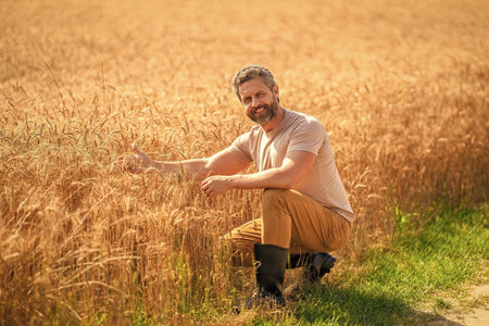 Farmer in field. Hispanic man farmer check agriculture field harvest. Man agronomist farmer. Crop protection. Agriculture farm. Farm man at wheat field. Crop harvest and organic farmingの写真素材