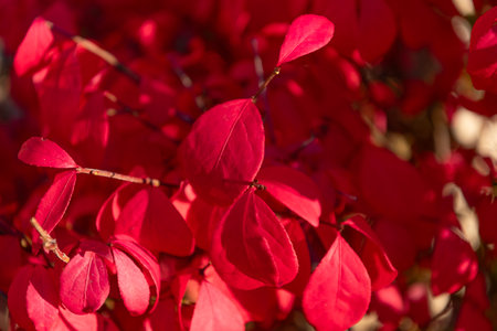 Nature in fall season. Fall season weather. Red autumn leaf natural background. Autumn nature. Red...