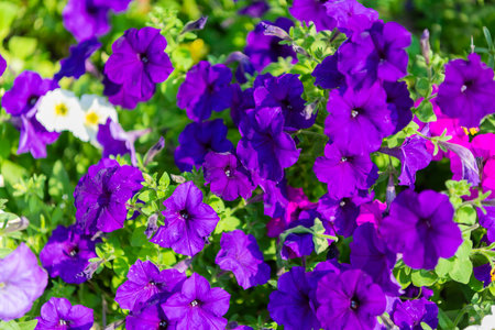 Summer nature. Vivid inflorescences of flowering plant. Flower of petunia. Flowering plant. Petunia blossom. Vivid petunia garden flower growing. Fragrant bouquet. Petunia flower in natureの写真素材