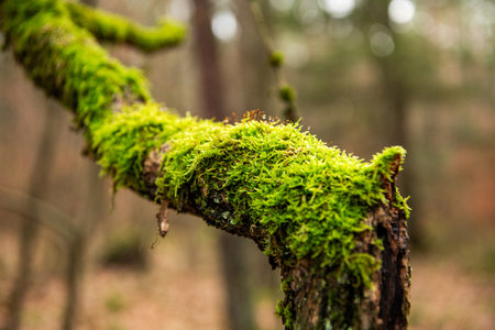 Moss covered tree branch. Tree branch with moss. Forest nature and environment. Green color nature....