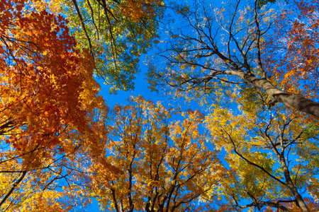 Nature in autumn. Fall weather outdoor. Leaves in autumn nature forest. Fallen leaves. Sunny day....
