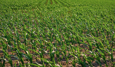 Field harvest with corn crop. Agriculture and cultivation. Green crop plant at agricultural farm...