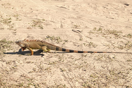 Exotic iguana reptile. Exotic reptile animal. Wildlife fauna. Reptile animal in nature. Iguana lizard in tropical jungle. Rainforest iguanaの写真素材