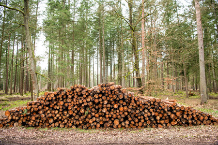 Stack of cut wood. Timber export or import. Nature and wood. Tree log in the forest. Stack of...