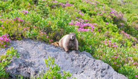 Capybara outdoor. Wild animal. Groundhog in park. Rodent animal woodchuck. Rodent marmot animal....