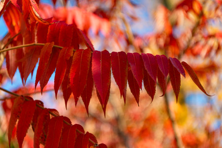 Nature in fall season. Fall season weather. Red autumn leaf natural background. Autumn nature. Red...