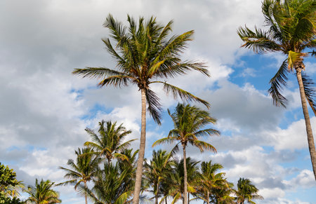 Palm tree. Summer vacation in Miami south beach, Florida. Palm tree of California. Tropical beach in...