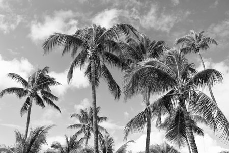 Exotic nature. Palm tree. Summer vacation in Miami south beach, Florida. Palm tree on sunny day. Tropical beach in Miami. Tropical outdoor scene with palm tree. Tropical summer vacationの写真素材