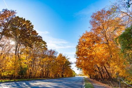 Seasonal leaves on tree. Natural autumn leaves. Autumn beauty of nature. Fall season nature. Fall leaves of yellow tree. Autumn tree. Nature in fall season. Autumnal sunny day. Autumn forestの写真素材