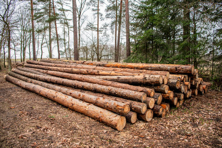Lumber industry business. Deforestation. Tree log in forest. Pine tree log. Softwood lumber....