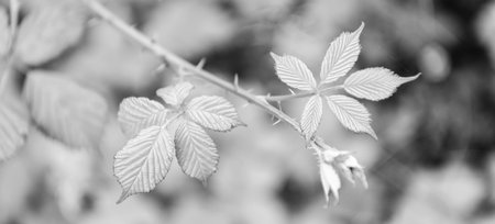 Young leaf of tree in spring nature with bright leaves, environment