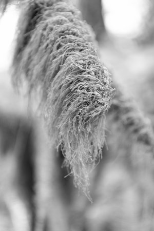 Moss green color on tree branch. Tree branch with moss in Hoh rainforest. Hoh Rainforest. Moss covered tree branch in Hoh Rain Forestの写真素材