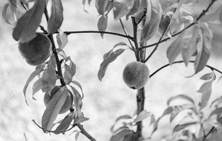 Peach tree in summer orchard. Peach fruit growing on the tree. Harvest from summer orchard. Fruit orchard harvest. Organic peach fruit. Harvest farmingの写真素材
