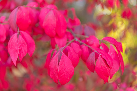 Autumnal red leaves. Seasonal red leaves on tree. Natural autumn leaves. Autumn beauty of nature....