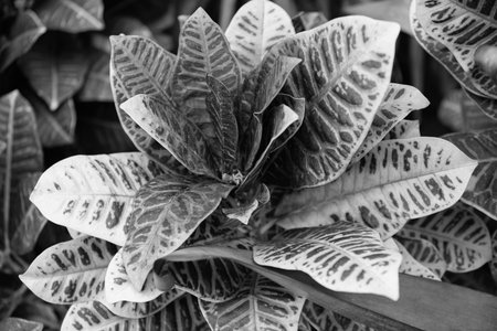 Leaf plant. Nature beauty. Macro of croton plant. Leaves exotic plant. Natural croton plant. Flora nature. Vivid colors in natureの写真素材