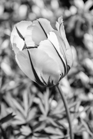 Tulip with blooming flower. Blossom spring season. Flowering nature. Tulip flower. Beautiful spring Holland tulip flower on flowerbed. Tulip flower in spring bloom. Spring natureの写真素材
