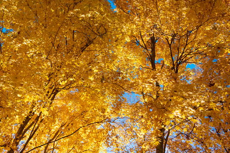 Autumn beauty of nature. Fall season. Nature in forest. Fall leaves in park. Autumn forest. Nature...