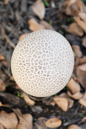 Puffball mushroom in forest nature. Forest mushrooming in nature. Wild nature. Common puffball...