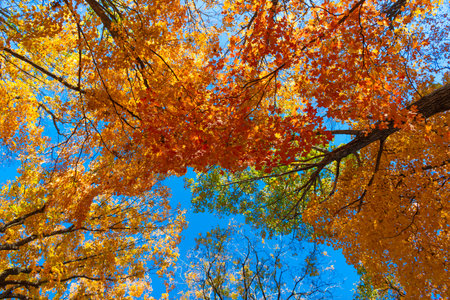Fallen leaves. Autumn nature forest. Orange and yellow fall leaves. Fall season colors. Nature in...