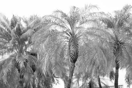 Palm tree. Summer vacation in Miami south beach, Florida. Tropical beach. Tropical outdoor scene with palm tree. Tropical summer vacation. Exotic nature. Selective focusの写真素材