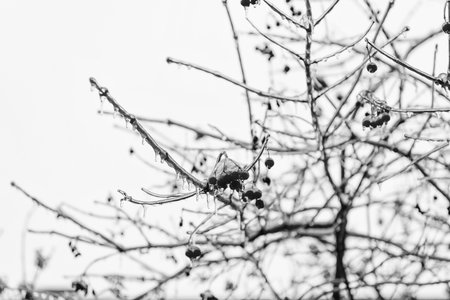 winter nature with frosty rowan berries. winter frosty rowan berries in nature. selective focus.の写真素材