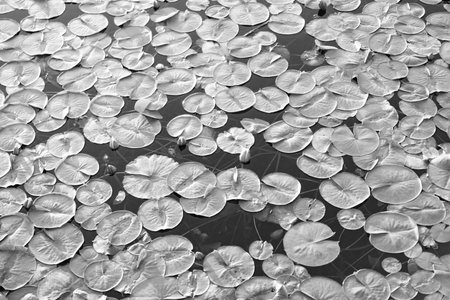Background of lily pad in pond. Water lily leaves in pond water. Lily pad background. Nature background of lily padの写真素材