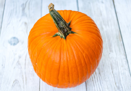 Gourd vegetable in autumn garden. Squash organic vegetable. Halloween pumpkin growing outdoor. Organic pumpkin harvest. Autumn harvest in farm. Pumpkin f or Halloween. Vegetable harvestの写真素材